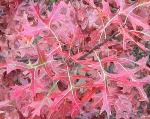 Oak leaves-close up red fall autumn nature