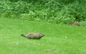 Groundhog summer woods park mohican state park